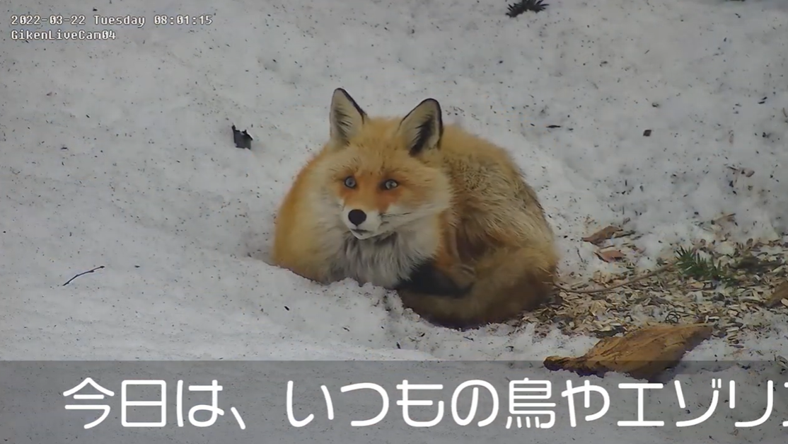 サムネイル 北海道の生き物ピックアップ（札幌郊外の餌場）