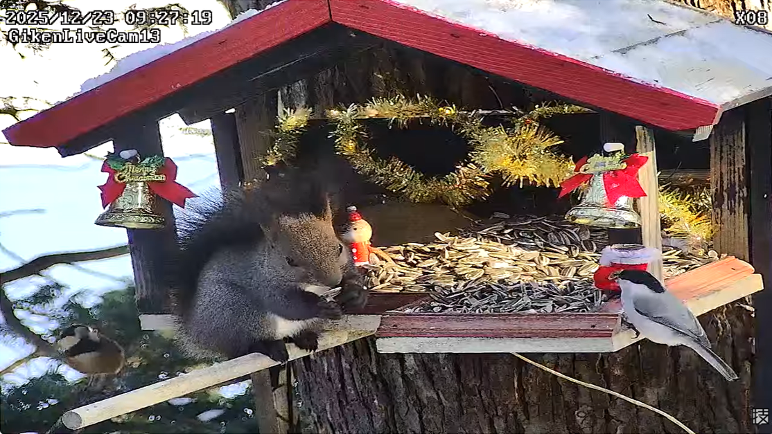 サムネイル 北海道の生き物観察（札幌郊外の餌場）